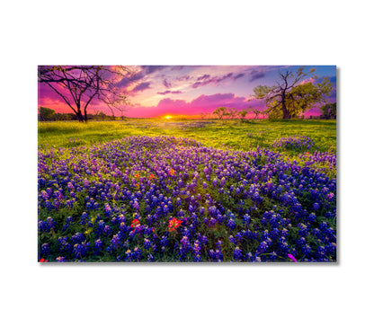 Bluebonnet Fields at Sunset Texas USA Canvas Print-Canvas Print-CetArt-1 Panel-24x16 inches-CetArt