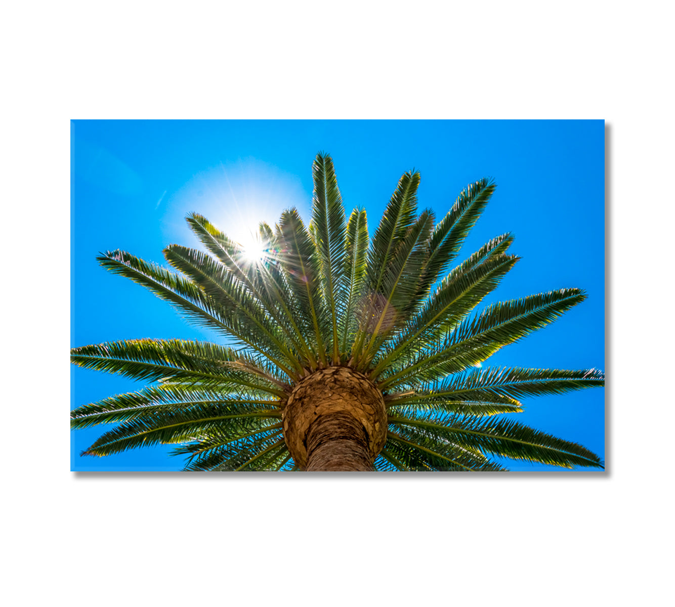 Palm Trees in Sun Rays California Canvas Print-Canvas Print-CetArt-1 Panel-24x16 inches-CetArt