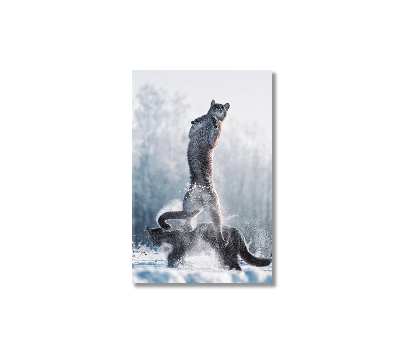 Cougars Play in Snow Canvas Print-Canvas Print-CetArt-1 panel-16x24 inches-CetArt