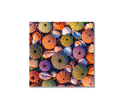 Sea Urchins Canvas Print-Canvas Print-CetArt-1 panel-12x12 inches-CetArt