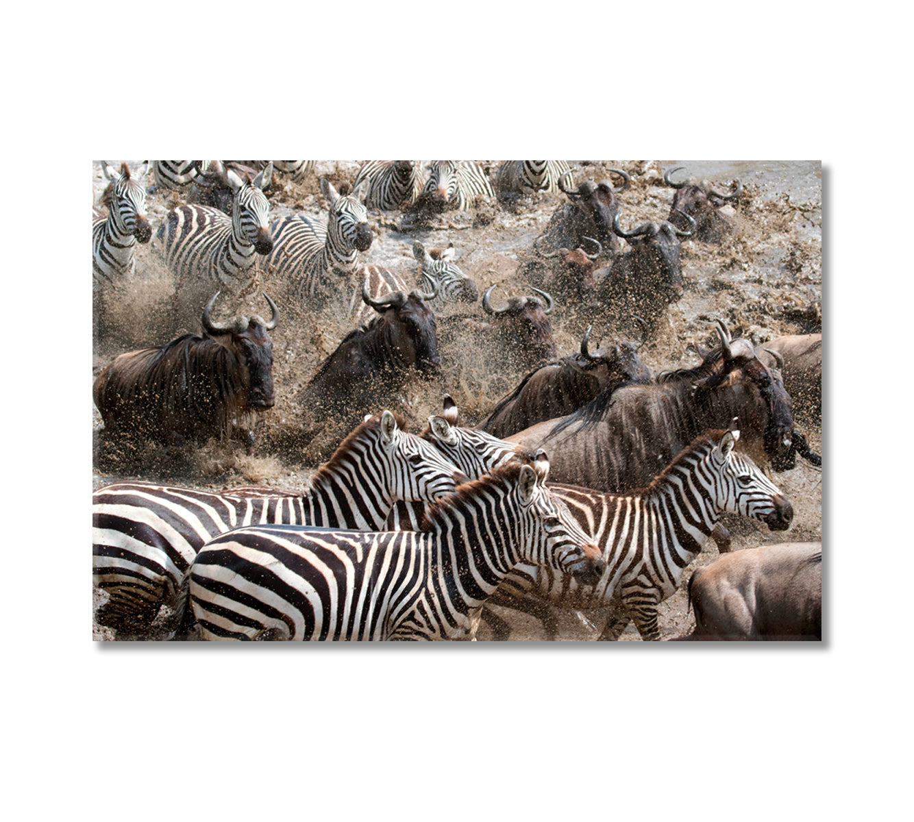 Wild Zebra and Wildebeest Migration Canvas Print-Canvas Print-CetArt-1 Panel-24x16 inches-CetArt