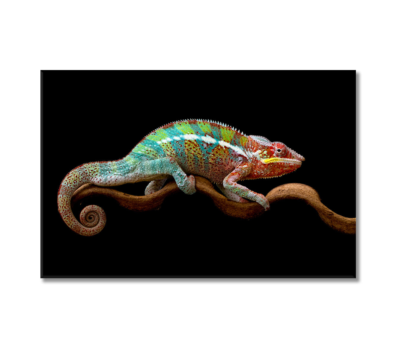 Panther Chameleon Canvas Print-Canvas Print-CetArt-1 Panel-24x16 inches-CetArt