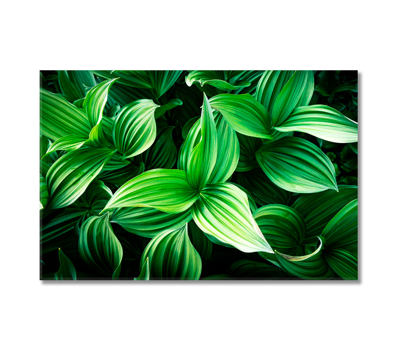 Leaves of Green Plants Canvas Print-Canvas Print-CetArt-1 Panel-24x16 inches-CetArt