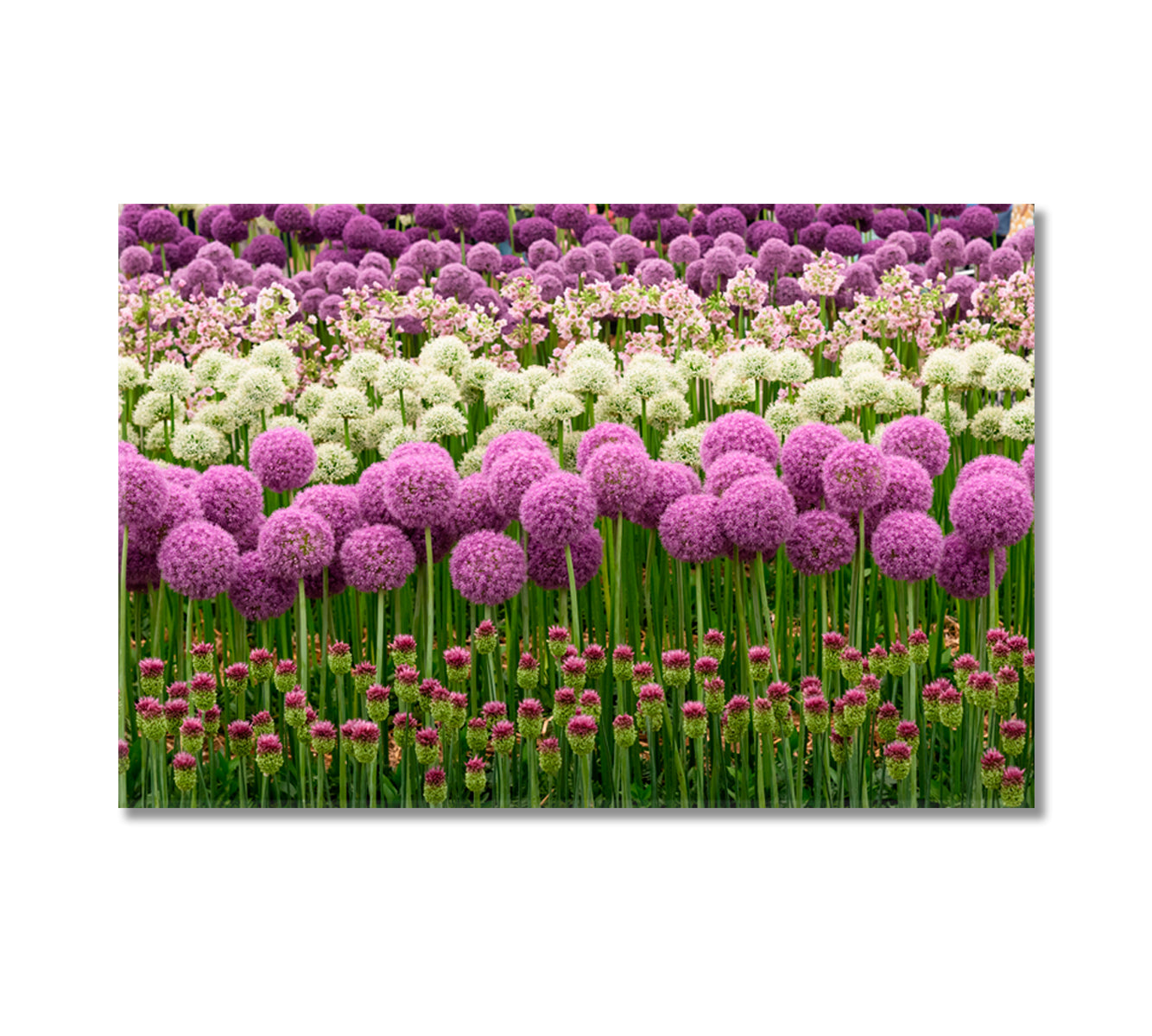 Blooming Purple and White Allium Canvas Print-Canvas Print-CetArt-1 Panel-24x16 inches-CetArt