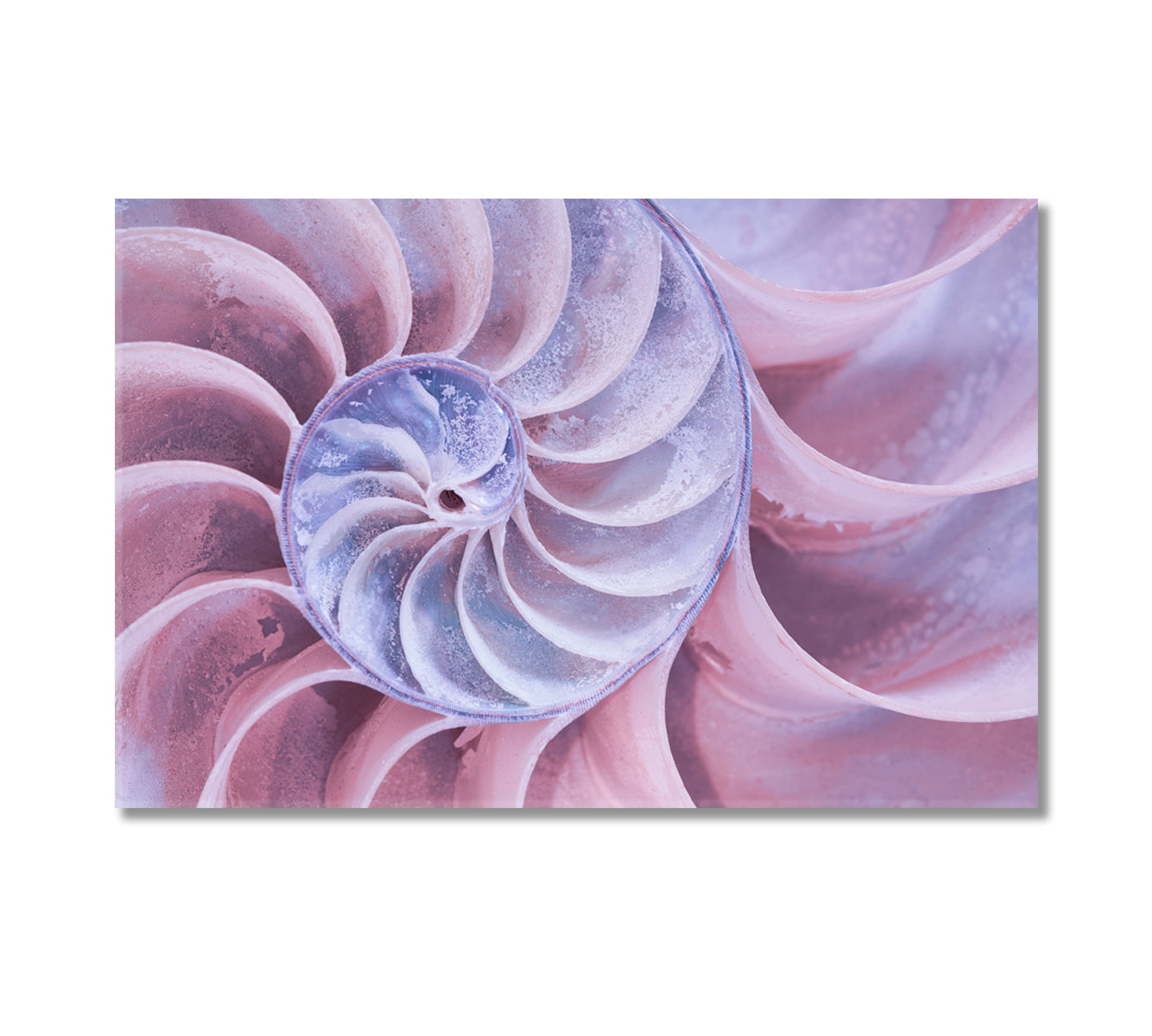 Nautilus Shell Canvas Print-Canvas Print-CetArt-1 Panel-24x16 inches-CetArt