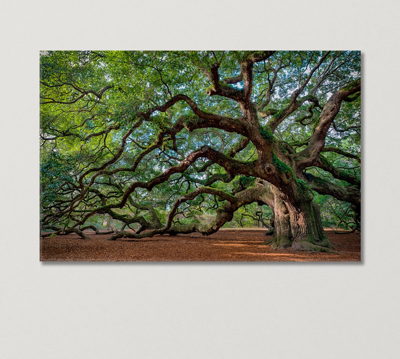 Oak Tree Canvas Print-Canvas Print-CetArt-1 Panel-24x16 inches-CetArt