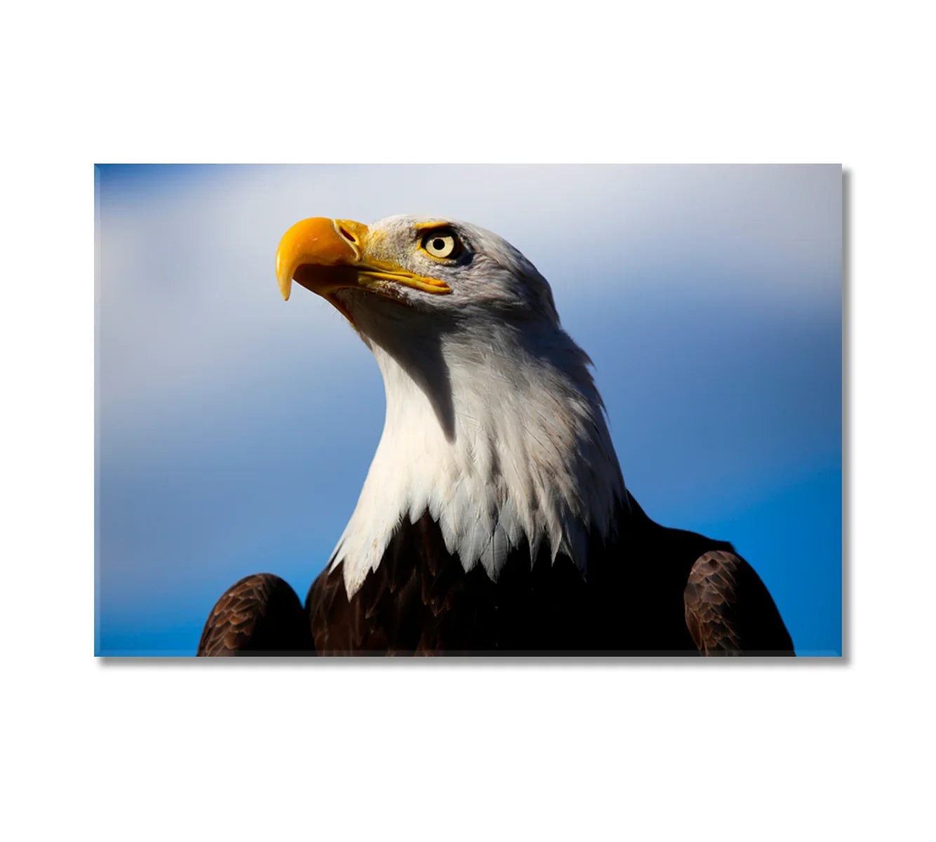 Powerful American Bald Eagle portrait—sharp profile on blue sky for intent and leadership.