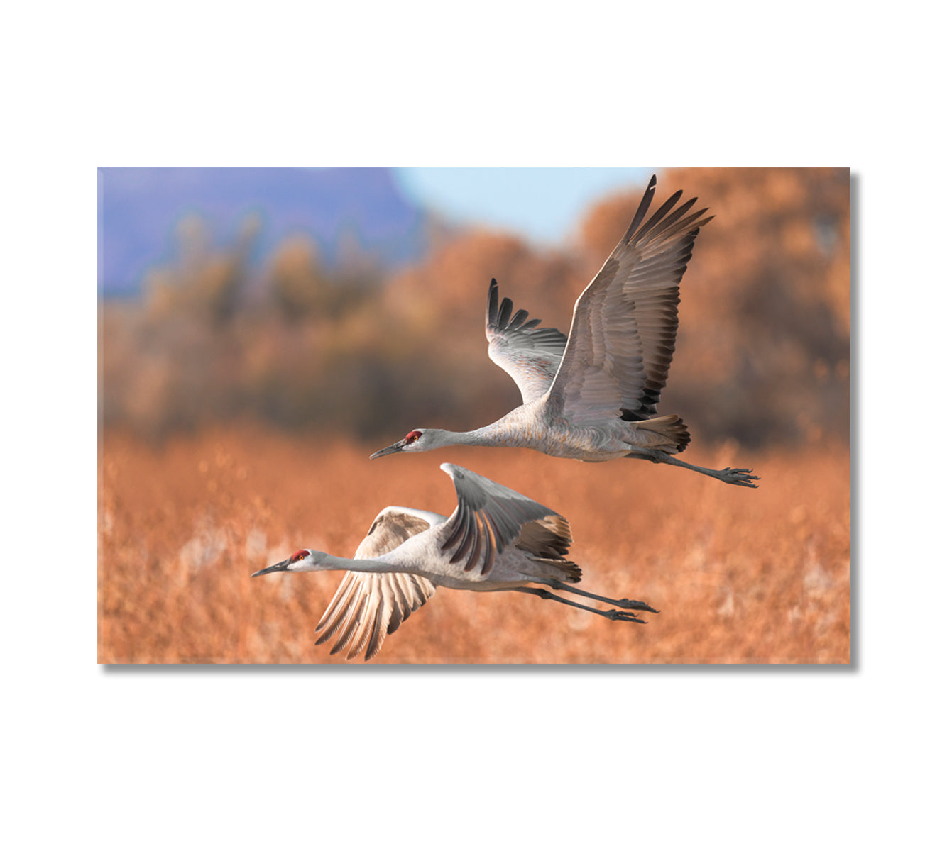 Two Beautiful Sandhill Cranes Canvas Print-Canvas Print-CetArt-1 Panel-24x16 inches-CetArt