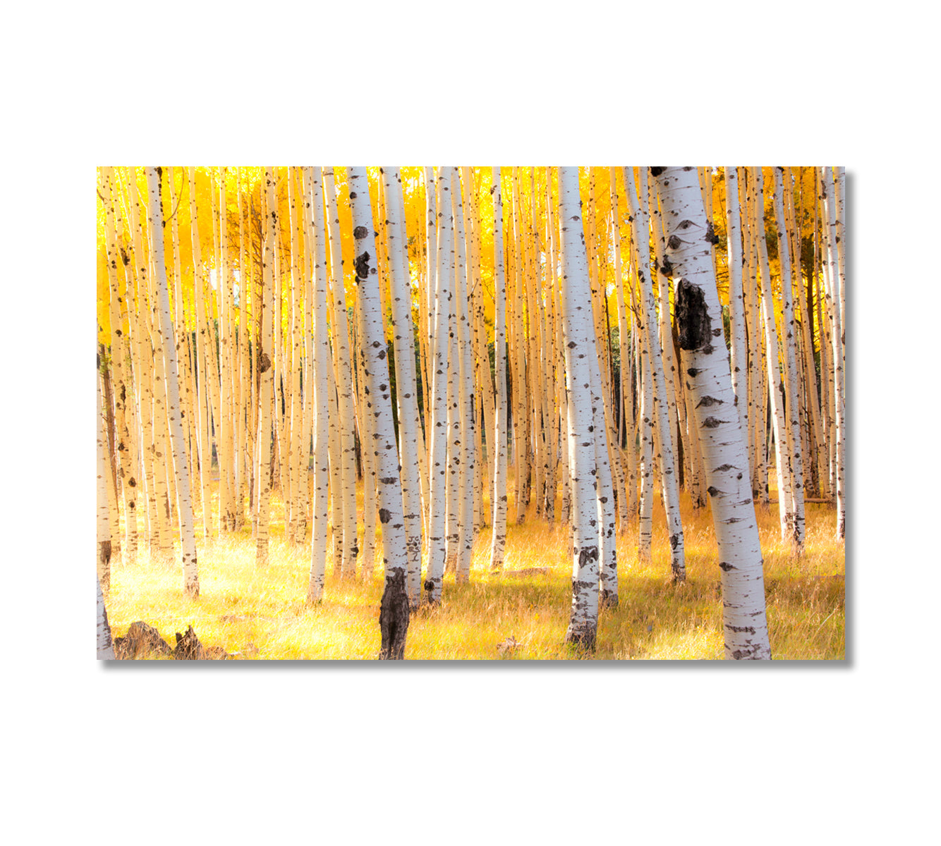 Aspen Trees in Autumn Flagstaff Arizona Canvas Print-Canvas Print-CetArt-1 Panel-24x16 inches-CetArt