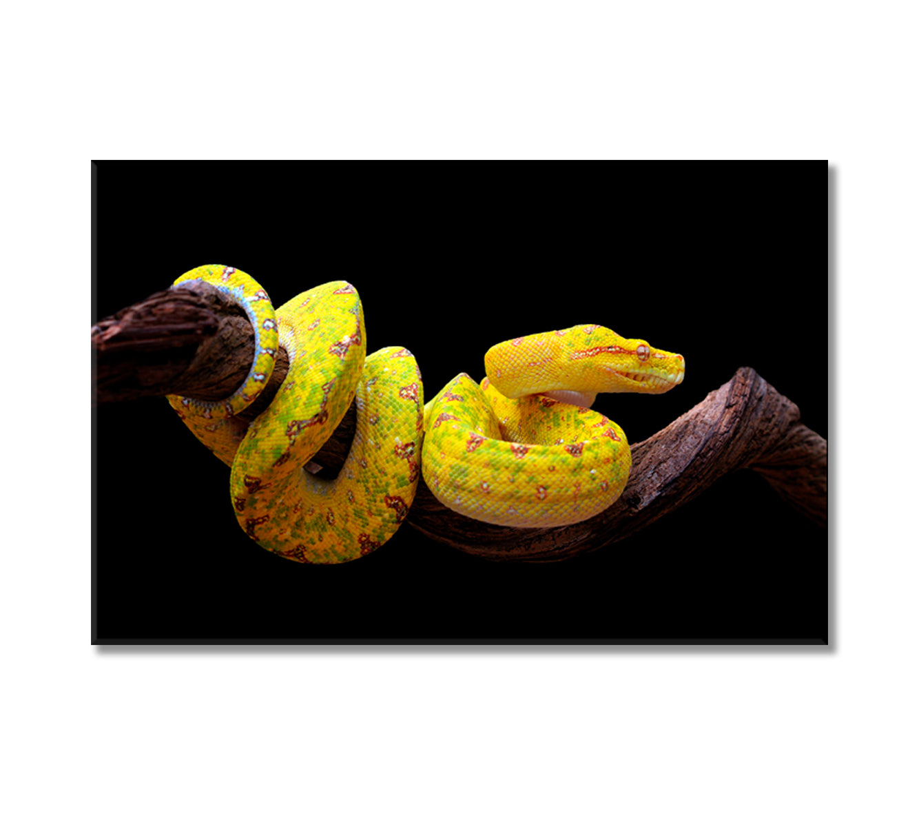 Yellow Python Snake Canvas Print-Canvas Print-CetArt-1 Panel-24x16 inches-CetArt