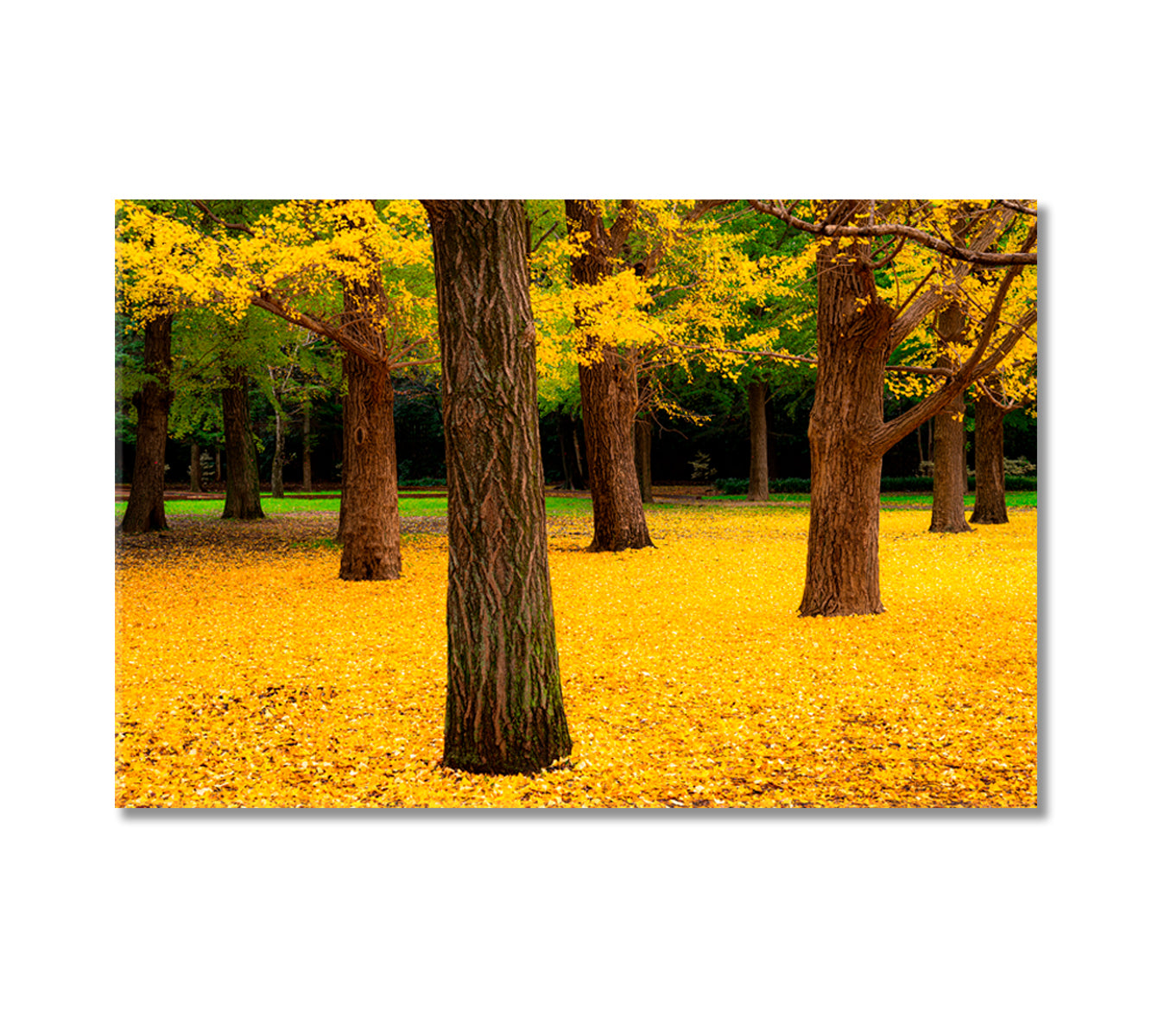 Yoyogi Park in Tokyo in Autumn Canvas Print-Canvas Print-CetArt-1 Panel-24x16 inches-CetArt