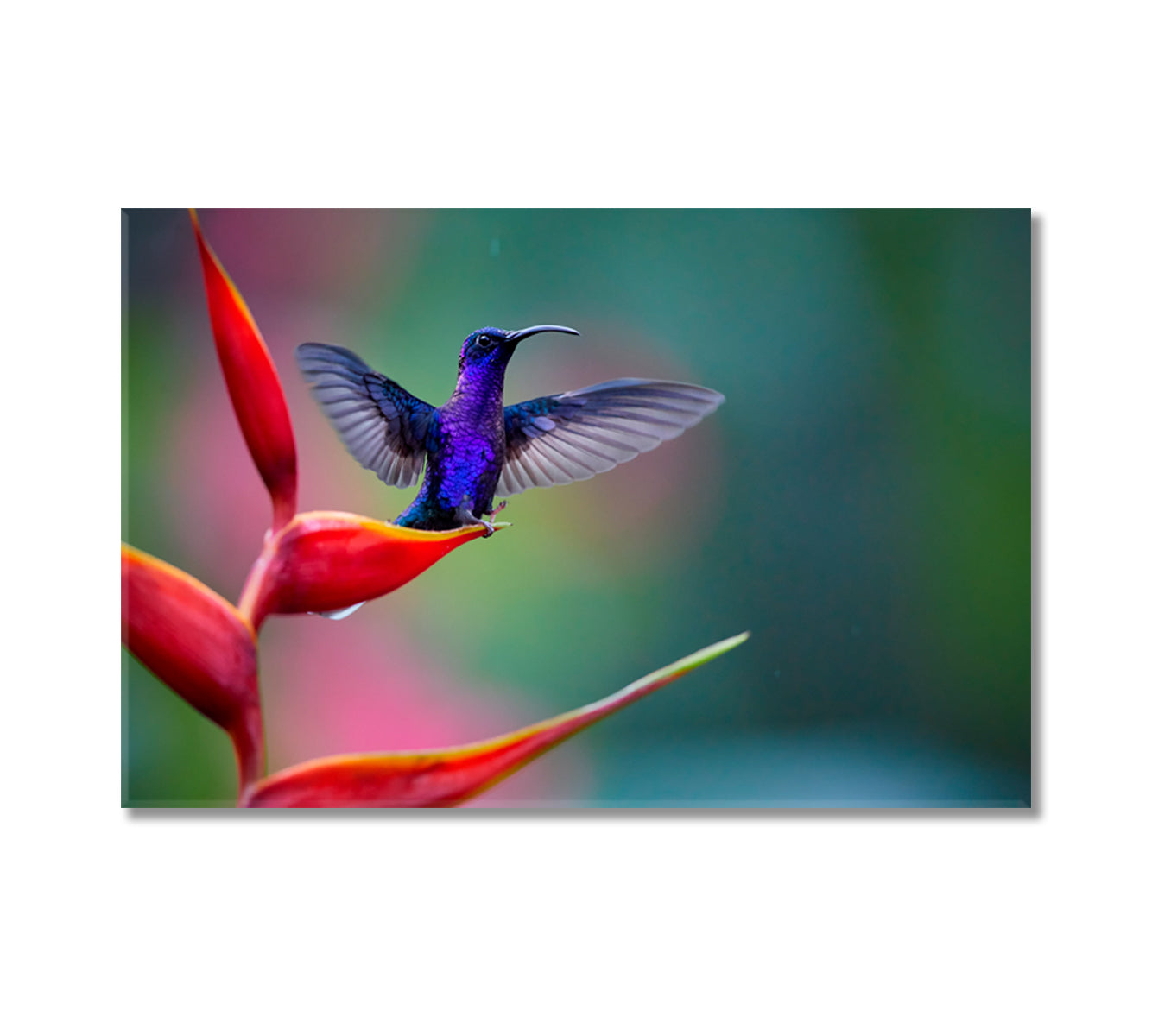 Hummingbird on Red Heliconia Flower Costa Rica Canvas Print-Canvas Print-CetArt-1 Panel-24x16 inches-CetArt