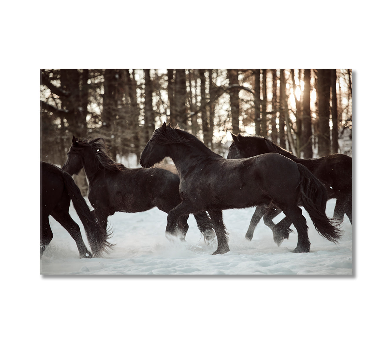 Friesian Horses Running in Winter Forest Canvas Print-Canvas Print-CetArt-1 Panel-24x16 inches-CetArt