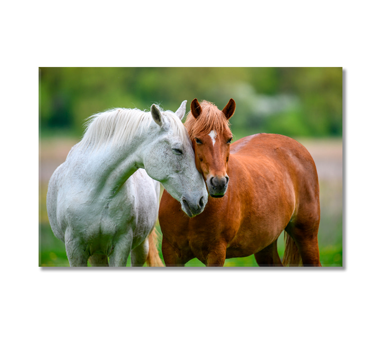 Two Lovely Horses Canvas Print-Canvas Print-CetArt-1 Panel-24x16 inches-CetArt