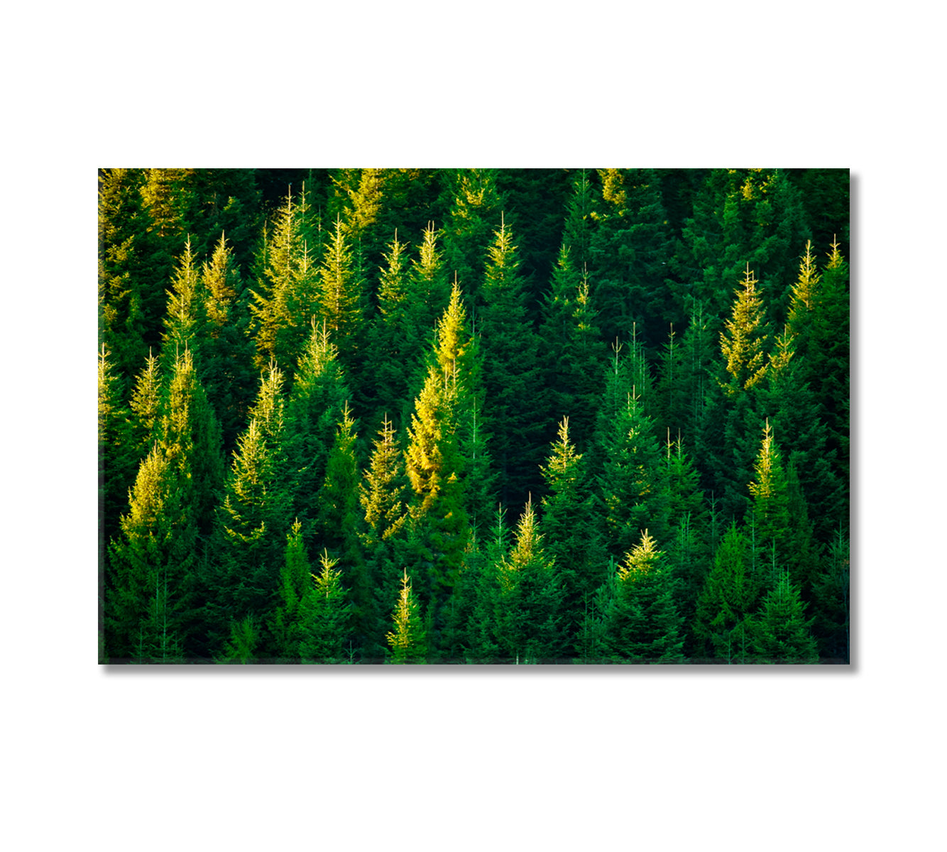 Summer Spruce Forest Canvas Print-Canvas Print-CetArt-1 Panel-24x16 inches-CetArt