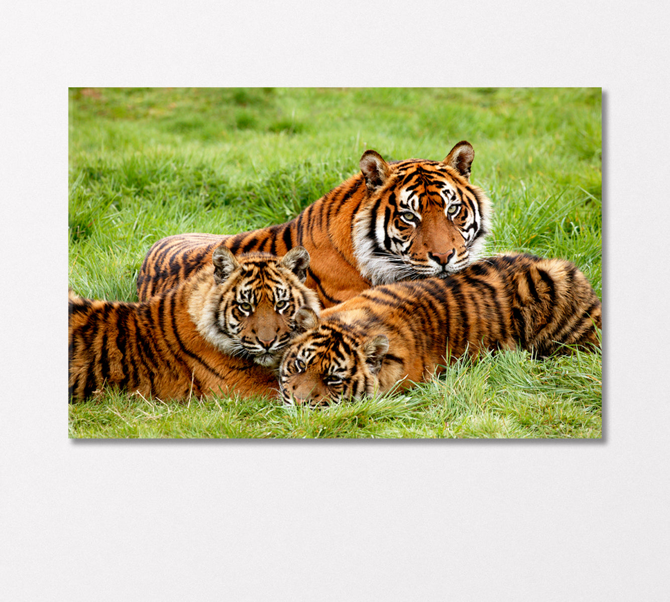 Sumatran Tigers Family Canvas Print-Canvas Print-CetArt-1 Panel-24x16 inches-CetArt