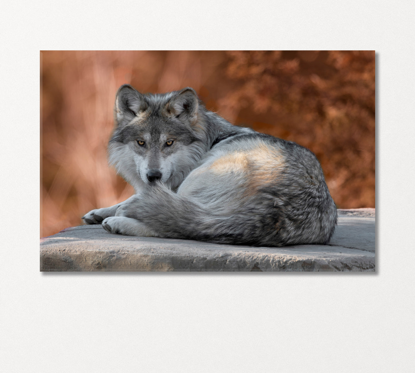 Mexican Gray Wolf Canvas Print-Canvas Print-CetArt-1 Panel-24x16 inches-CetArt