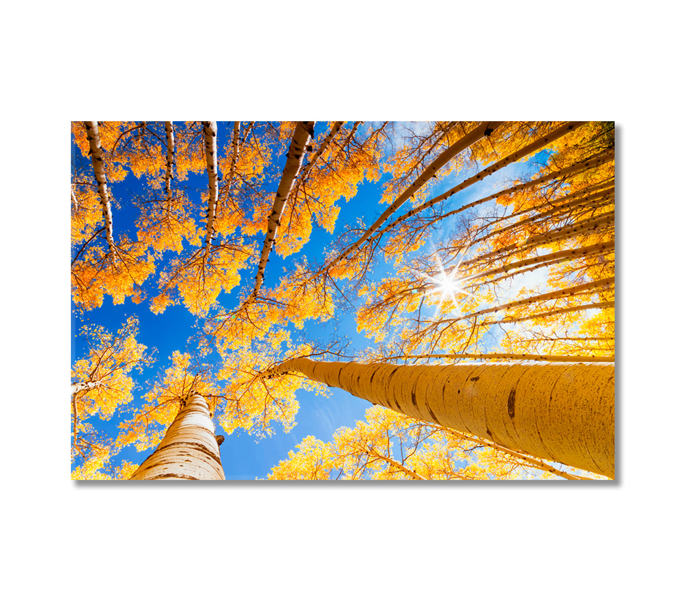 Aspen Forest in Autumn Canvas Print-Canvas Print-CetArt-1 Panel-24x16 inches-CetArt