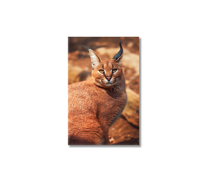 Caracal Portrait Canvas Print-Canvas Print-CetArt-1 panel-16x24 inches-CetArt