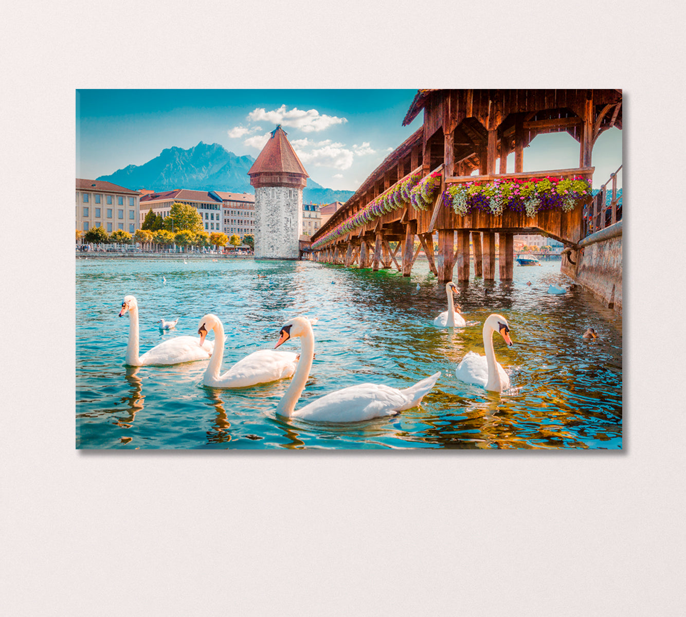 White Swans in River Royce Lucerne Switzerland Canvas Print-Canvas Print-CetArt-1 Panel-24x16 inches-CetArt