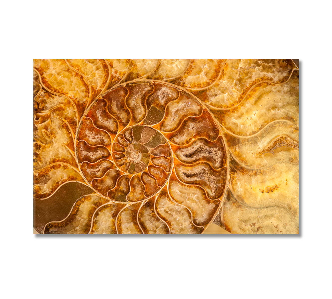Nautilus Shell Fossil Canvas Print-Canvas Print-CetArt-1 Panel-24x16 inches-CetArt