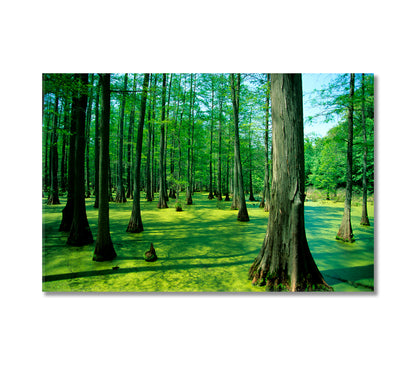 Heron Pond Bald Cypress Trees Illinois Canvas Print-Canvas Print-CetArt-1 Panel-24x16 inches-CetArt