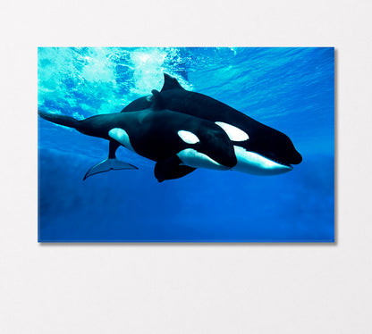 Killer Whale Female with Cub Canvas Print-Canvas Print-CetArt-1 Panel-24x16 inches-CetArt