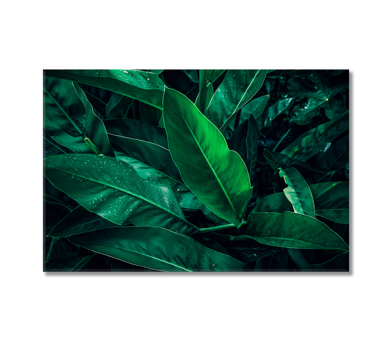 Large Tropical Leaf with Water Drops Canvas Print-Canvas Print-CetArt-1 Panel-24x16 inches-CetArt