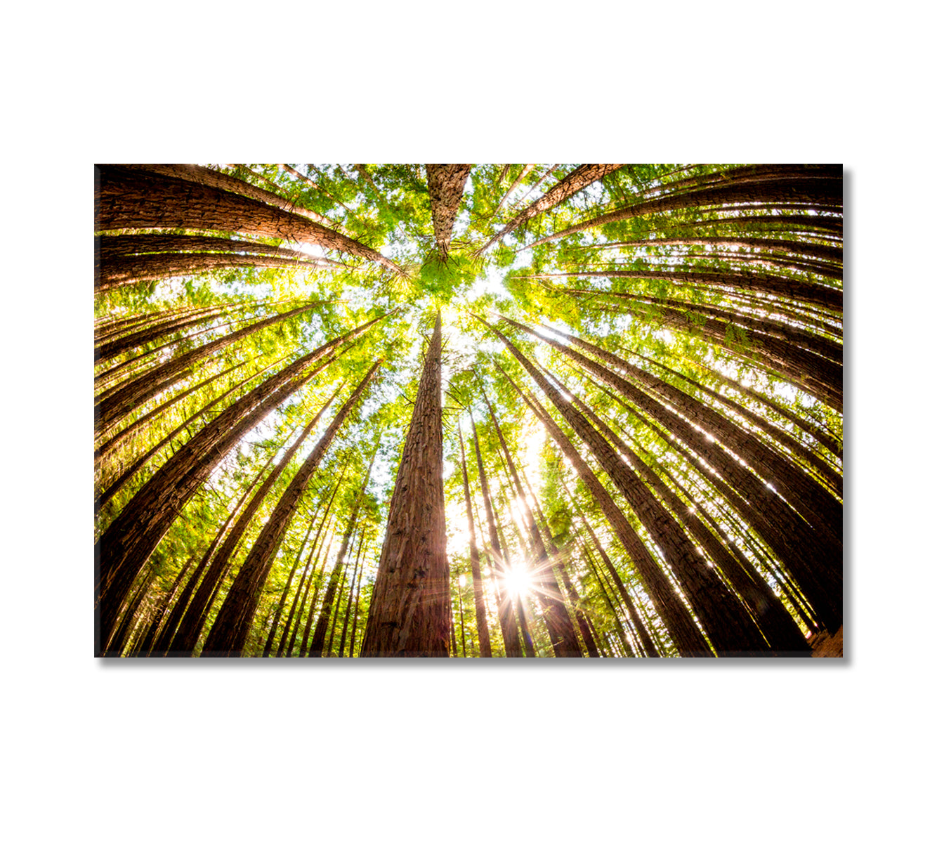 Redwood Plantation Australia Canvas Print-Canvas Print-CetArt-1 Panel-24x16 inches-CetArt