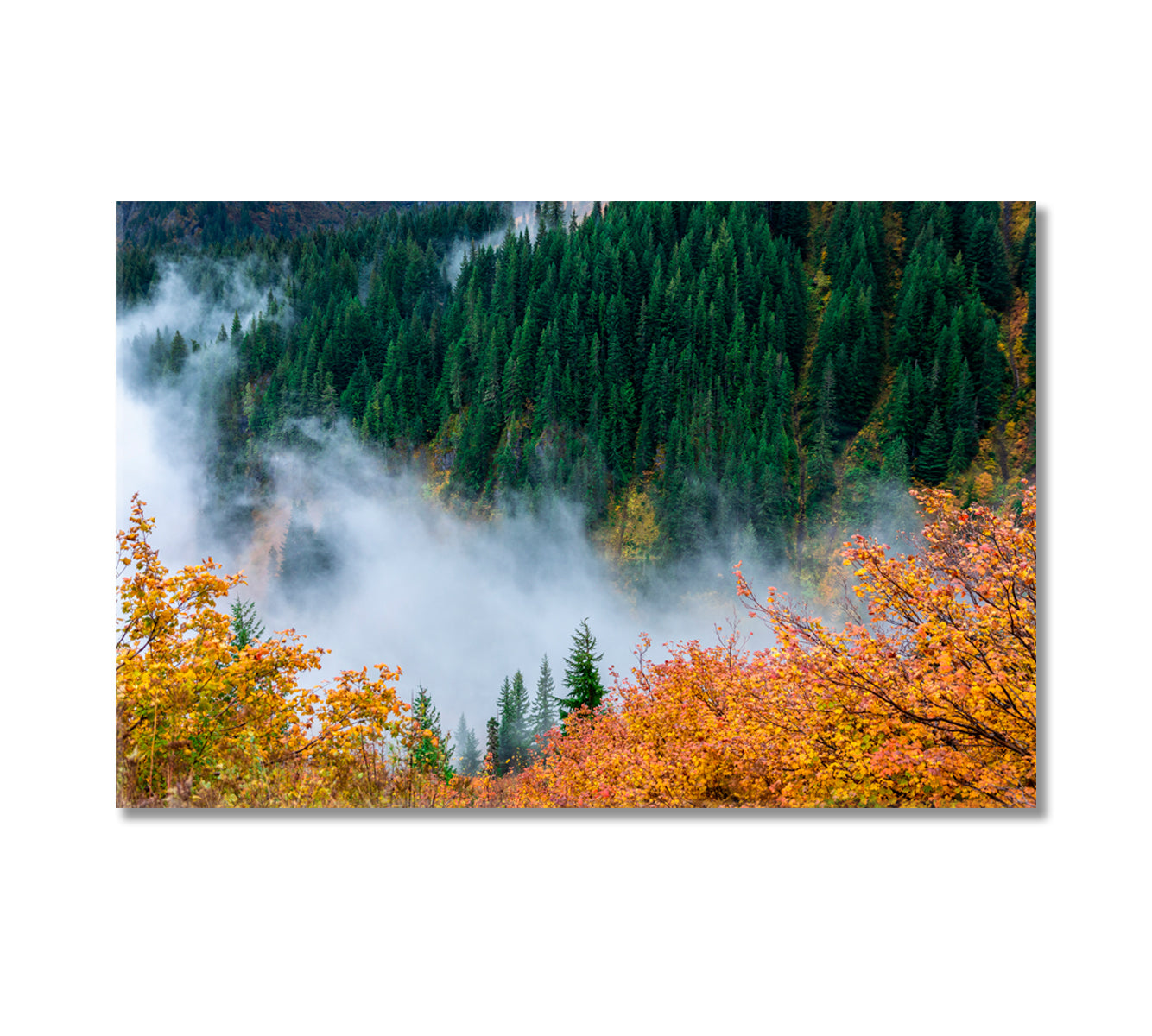 Autumn Forest at Mount Rainier National Park Seattle USA Canvas Print-Canvas Print-CetArt-1 Panel-24x16 inches-CetArt