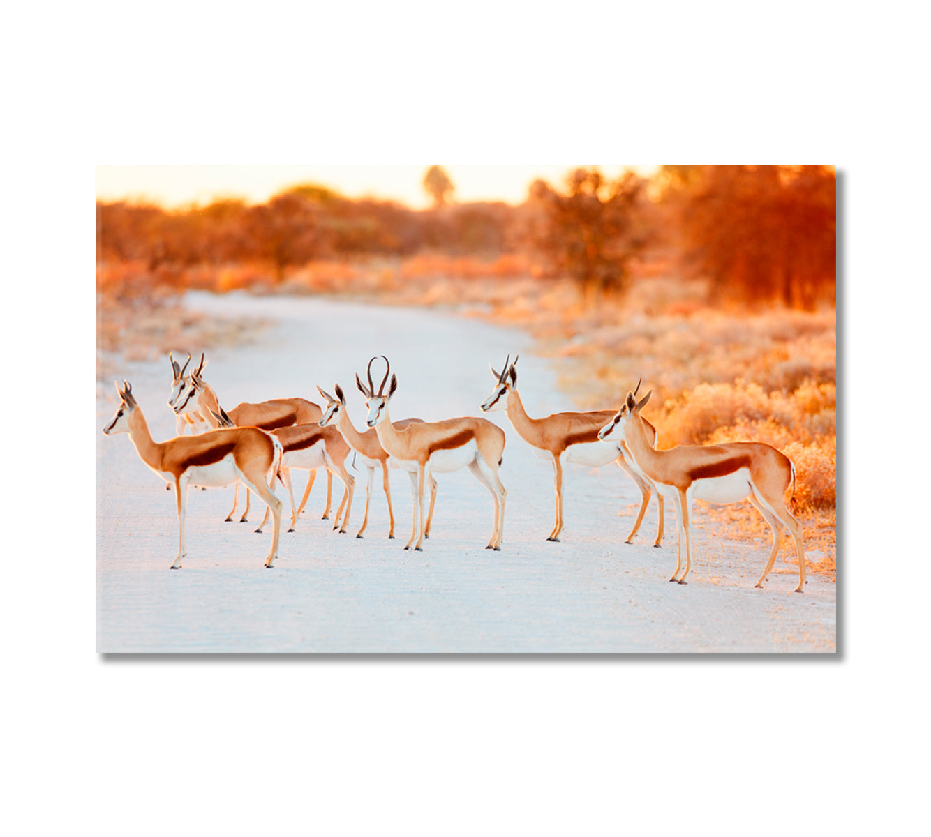 Springbok Herd in Etosha National Park Namibia Canvas Print-Canvas Print-CetArt-1 Panel-24x16 inches-CetArt