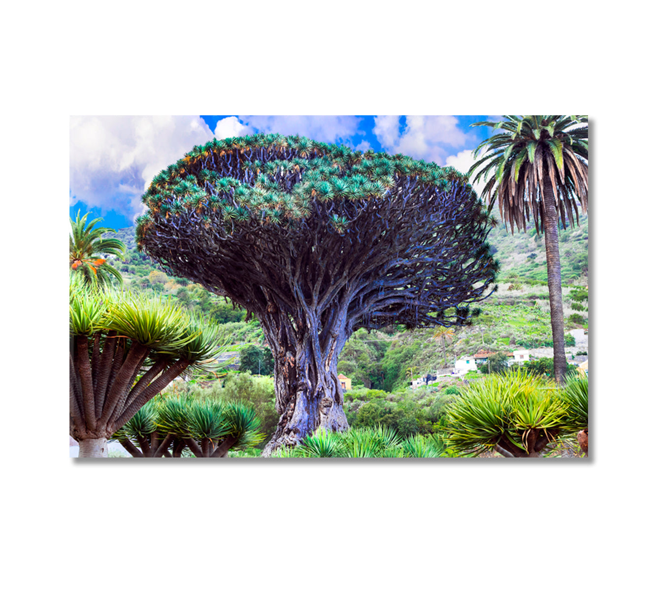 Dragon Tree Canary Island Tenerife Canvas Print-Canvas Print-CetArt-1 Panel-24x16 inches-CetArt