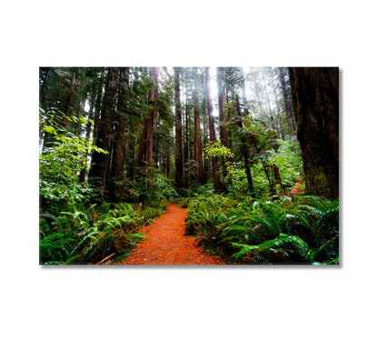 California Redwoods Canvas Print-Canvas Print-CetArt-1 Panel-24x16 inches-CetArt