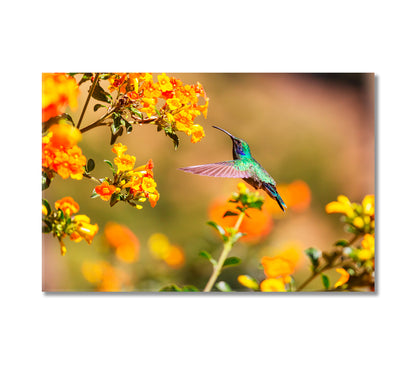 Colorful Hummingbird in Costa Rica Canvas Print-Canvas Print-CetArt-1 Panel-24x16 inches-CetArt