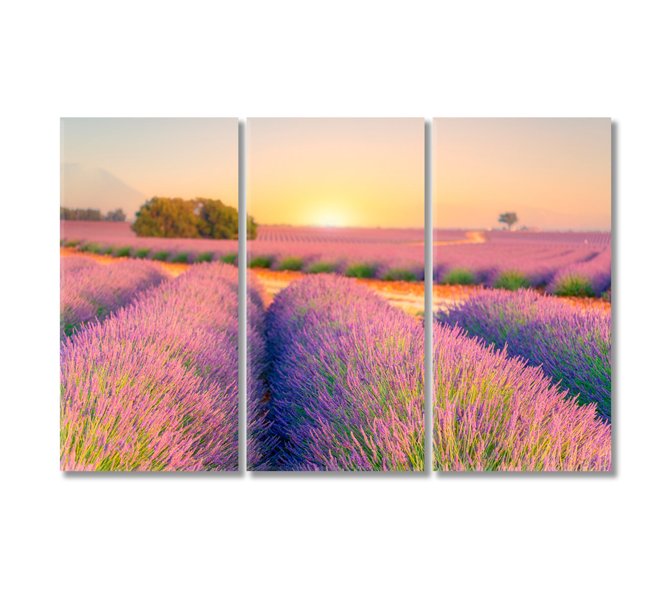 Sunrise over Lavender Fields Provence France Canvas Print-Canvas Print-CetArt-3 Panels-36x24 inches-CetArt