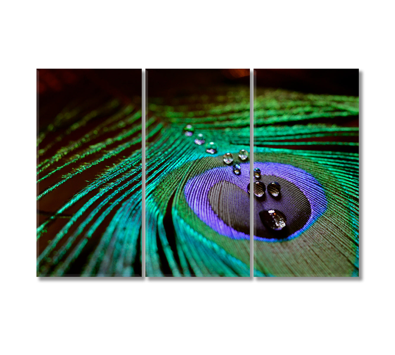 Peacock Feather with Drops of Water Canvas Print-Canvas Print-CetArt-3 Panels-36x24 inches-CetArt