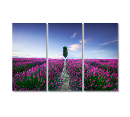 Lavender Fields at Sunset Italy Canvas Print-Canvas Print-CetArt-3 Panels-36x24 inches-CetArt