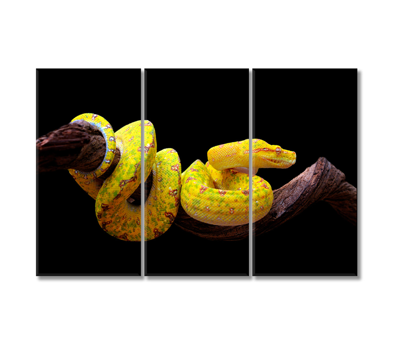 Yellow Python Snake Canvas Print-Canvas Print-CetArt-3 Panels-36x24 inches-CetArt