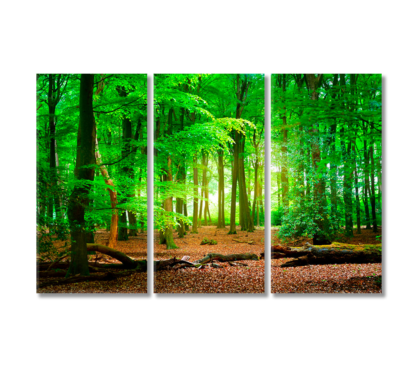 Mysterious Green Forest Veluwe Netherlands Canvas Print-Canvas Print-CetArt-3 Panels-36x24 inches-CetArt