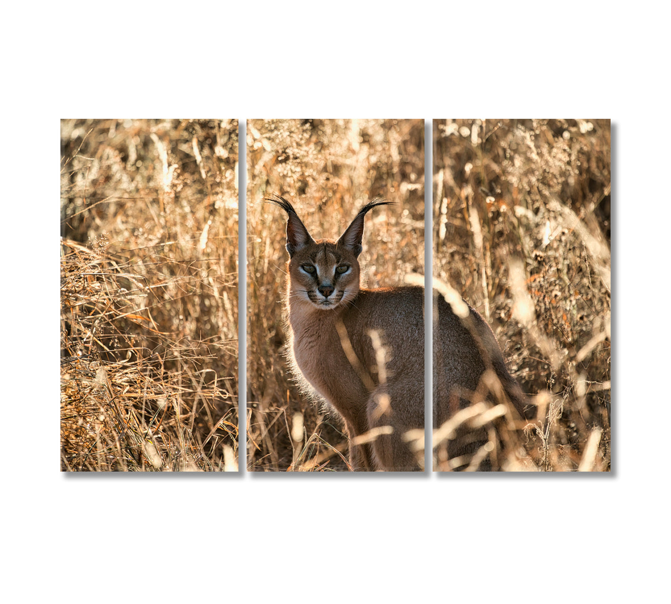 Beautiful Caracal African Lynx in Natural Habitat Canvas Print-Canvas Print-CetArt-3 Panels-36x24 inches-CetArt
