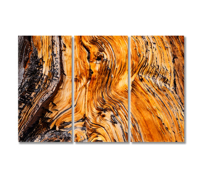 Ancient Bristlecone Pine Tree Canvas Print-Canvas Print-CetArt-3 Panels-36x24 inches-CetArt