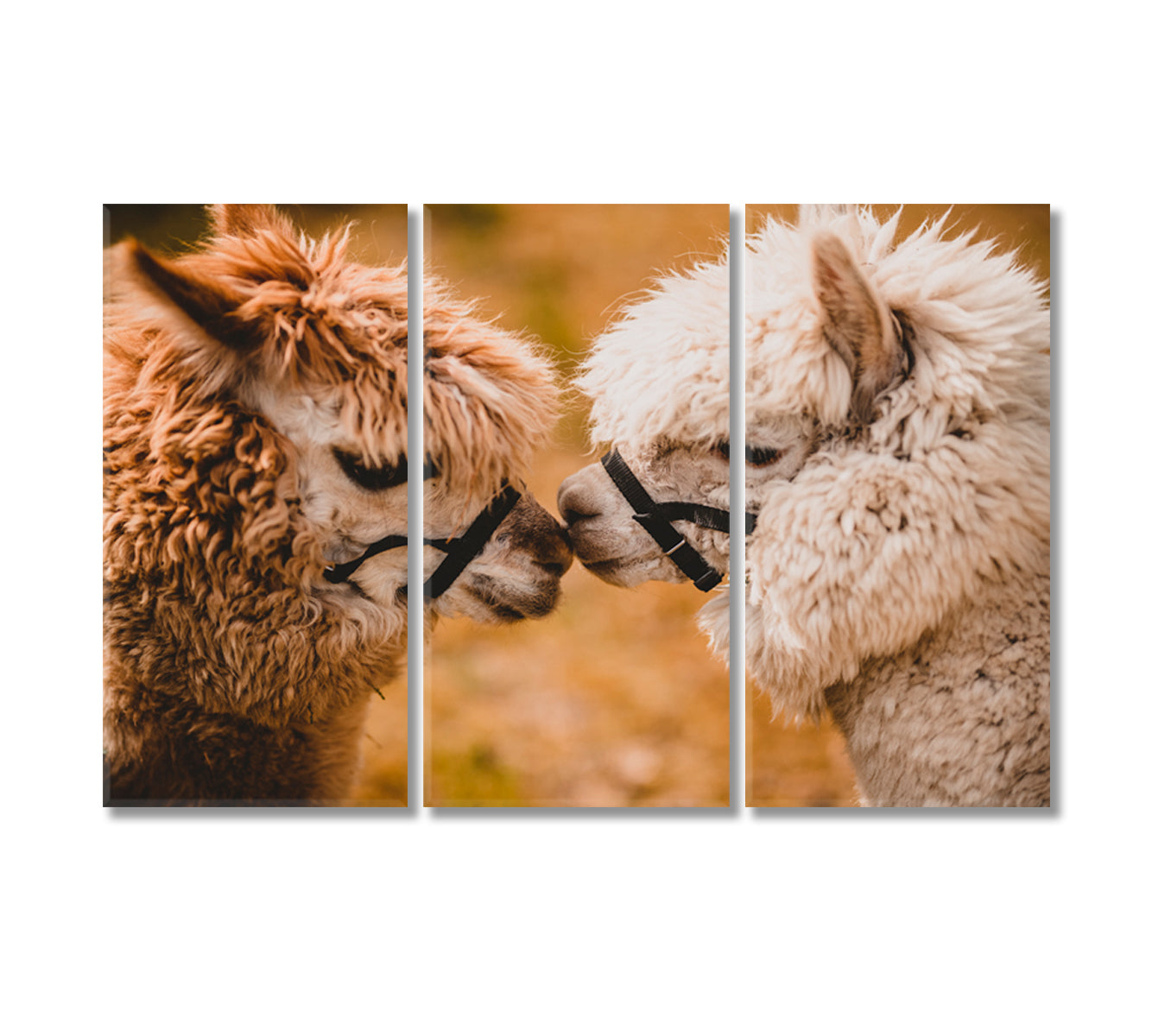 Two Fluffy Alpacas Canvas Print-Canvas Print-CetArt-3 Panels-36x24 inches-CetArt