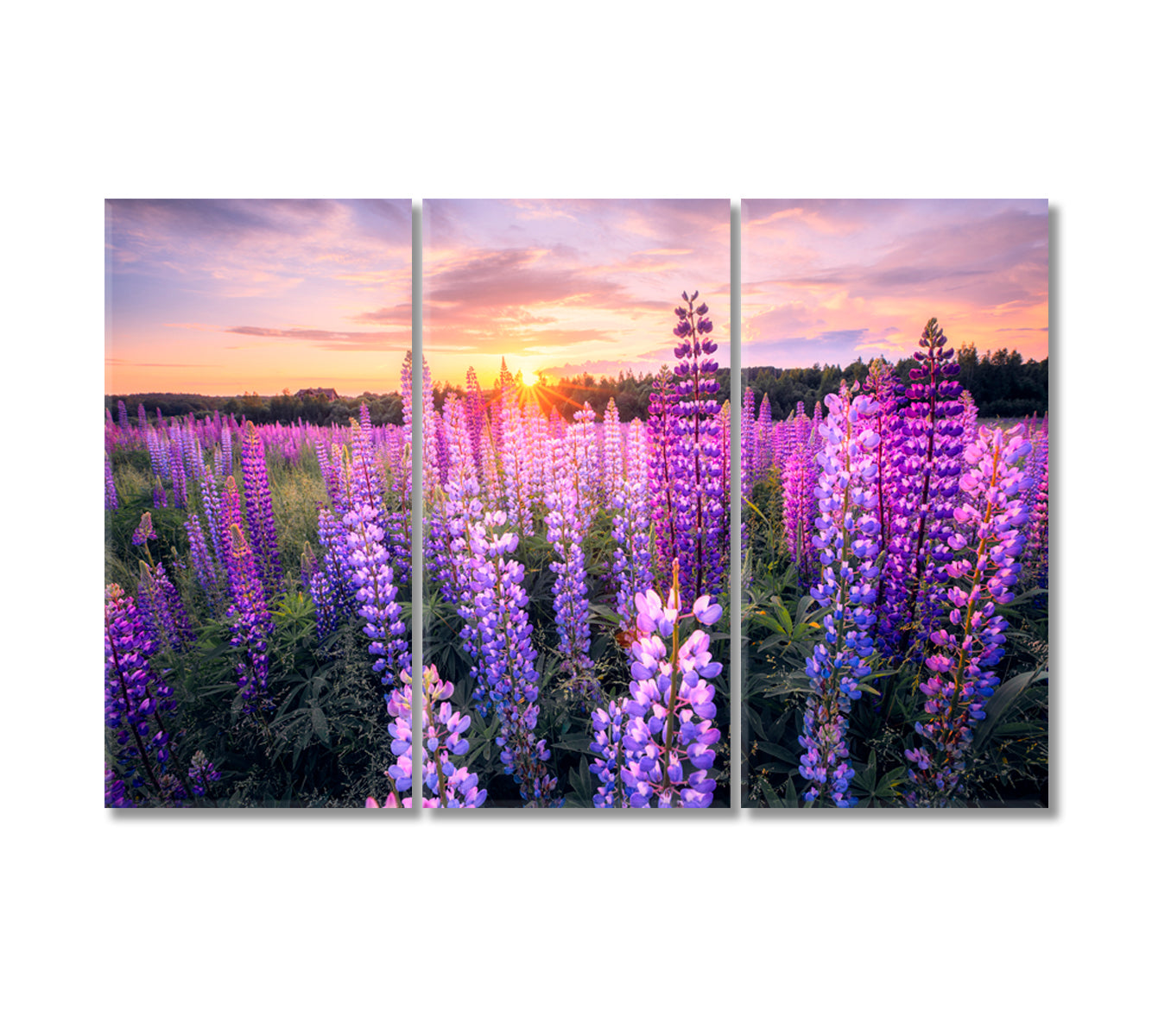 Summer Sunset over Field with Blooming Lupins Canvas Print-Canvas Print-CetArt-3 Panels-36x24 inches-CetArt