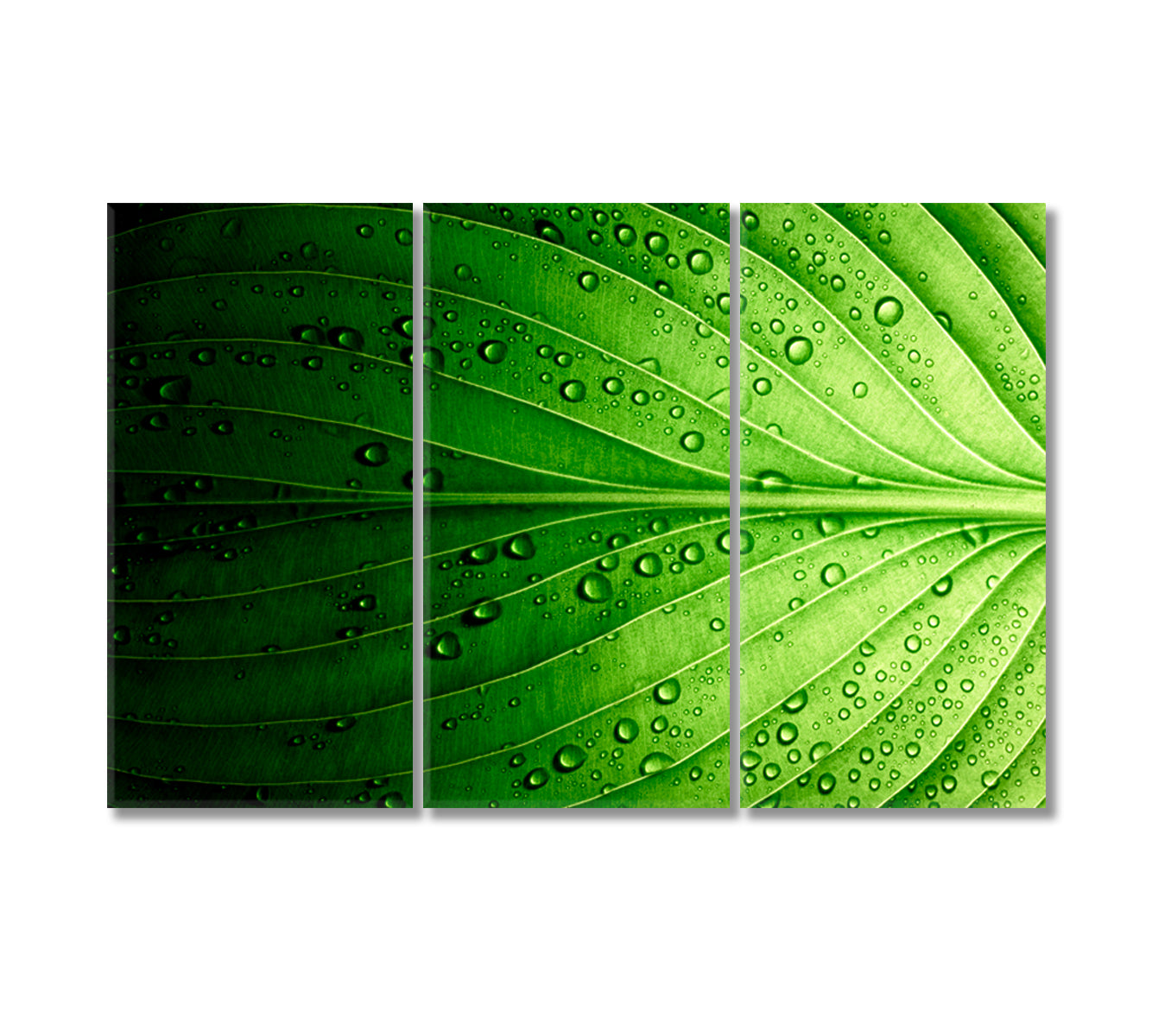 Beautiful Green Leaf Canvas Print-Canvas Print-CetArt-3 Panels-36x24 inches-CetArt