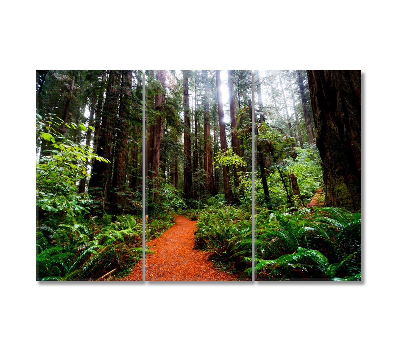 California Redwoods Canvas Print-Canvas Print-CetArt-3 Panels-36x24 inches-CetArt