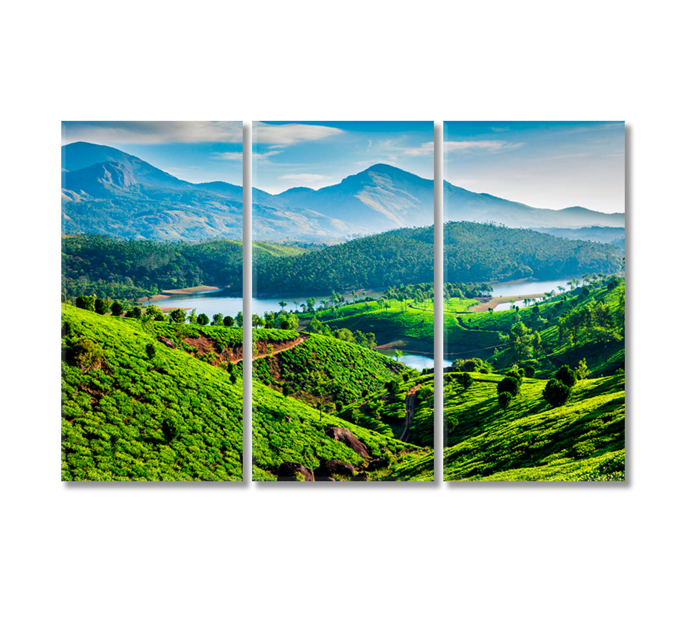 India Tea Plantations Canvas Print-Canvas Print-CetArt-3 Panels-36x24 inches-CetArt