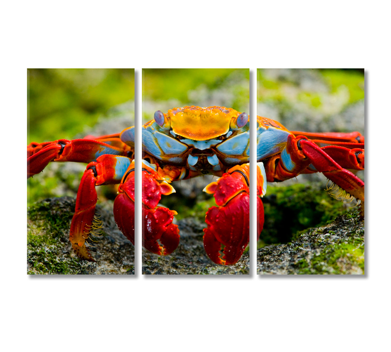 Crab Close Up Canvas Print-Canvas Print-CetArt-3 Panels-36x24 inches-CetArt