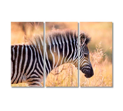 Hartmann's Mountain Zebra Canvas Print-Canvas Print-CetArt-3 Panels-36x24 inches-CetArt