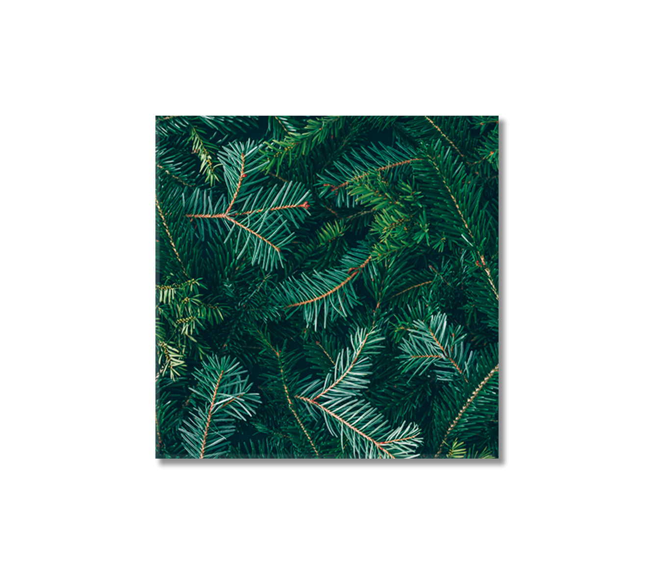 Beautiful Christmas Tree Branches Canvas Print-Canvas Print-CetArt-1 panel-12x12 inches-CetArt