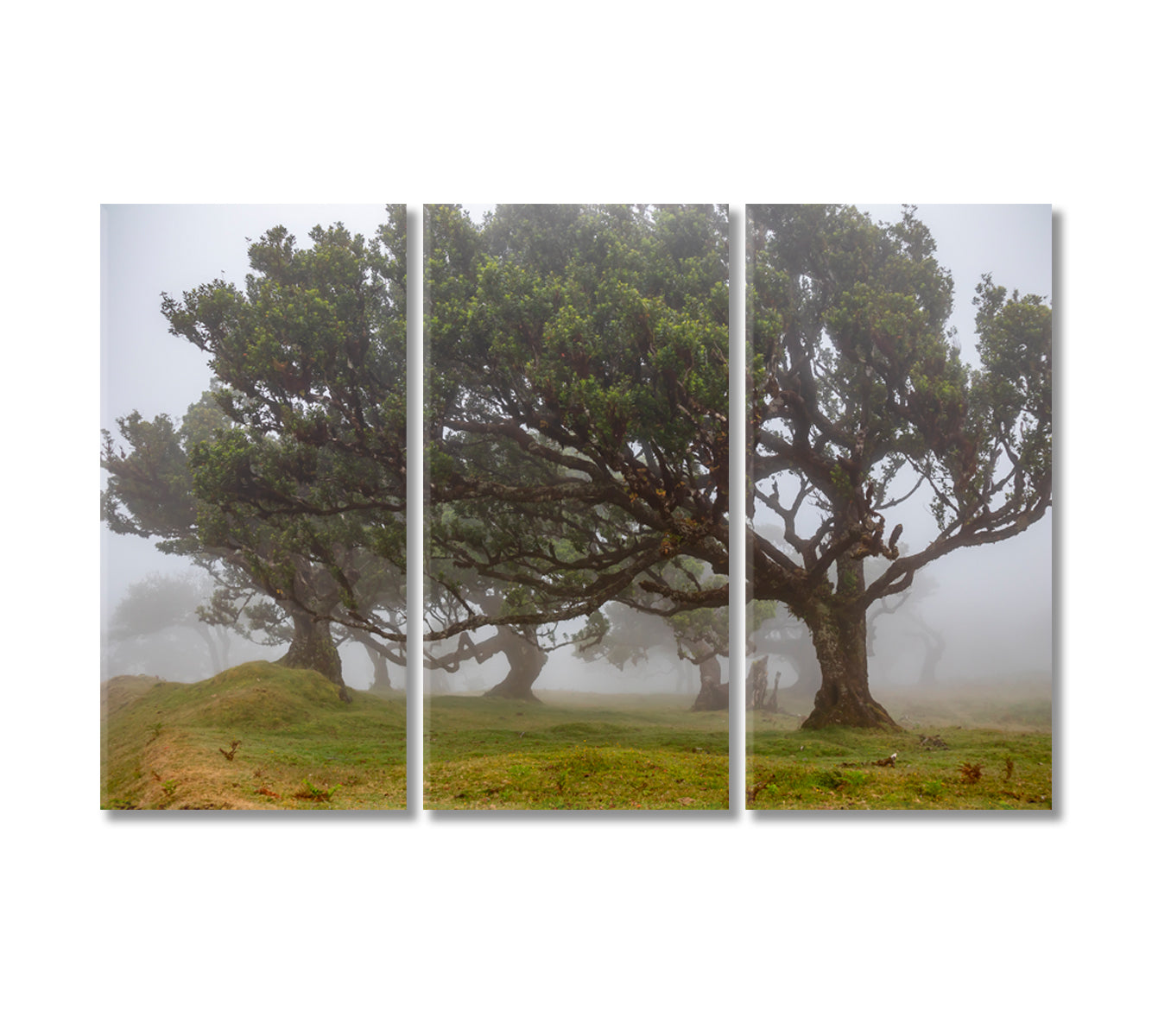 Beautiful Trees in Fog Canvas Print-Canvas Print-CetArt-3 Panels-36x24 inches-CetArt